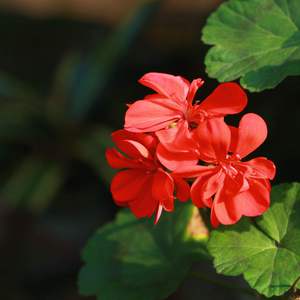 欧美大屁股少妇和俄罗斯大高少妇肛门和BB干出拉屎
